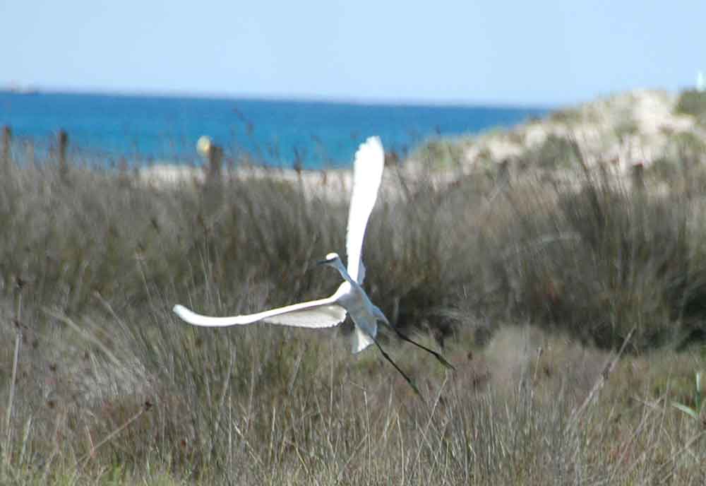 Garza - reserva natural dels Muntanyans - Creixell - Tarragona - Catalunya.jpg